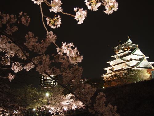 大阪城桜