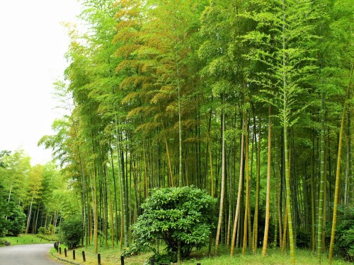 万博記念公園竹