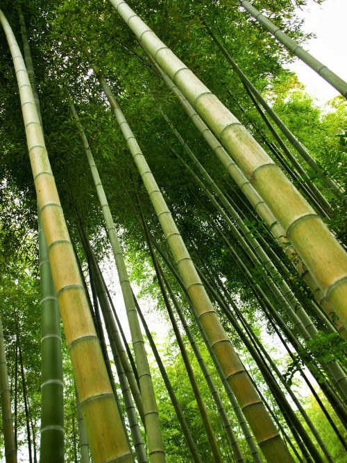 竹bumboo