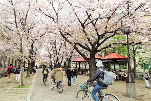 祇園白川の桜並木